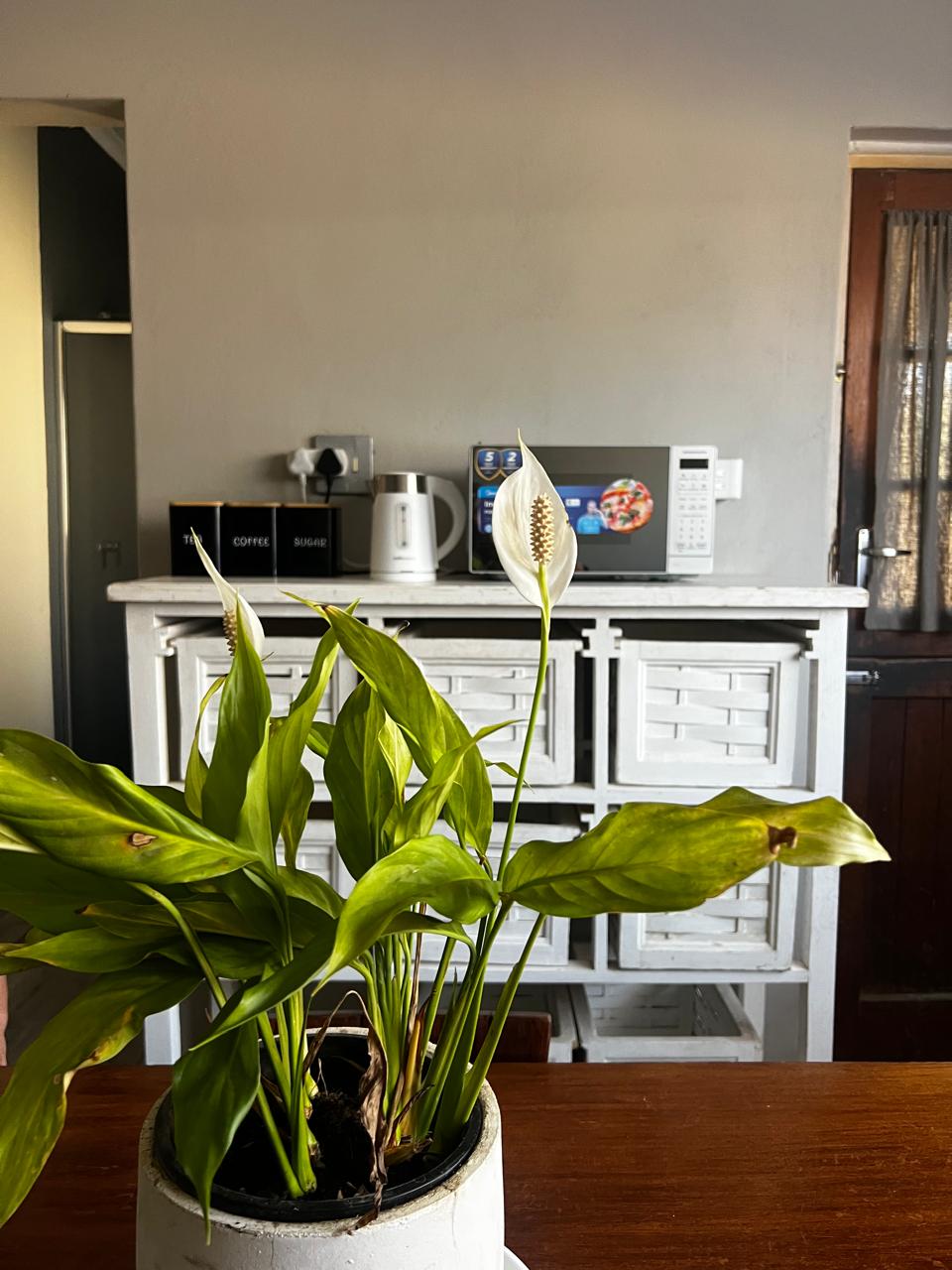 Avondstil 1 room view 17