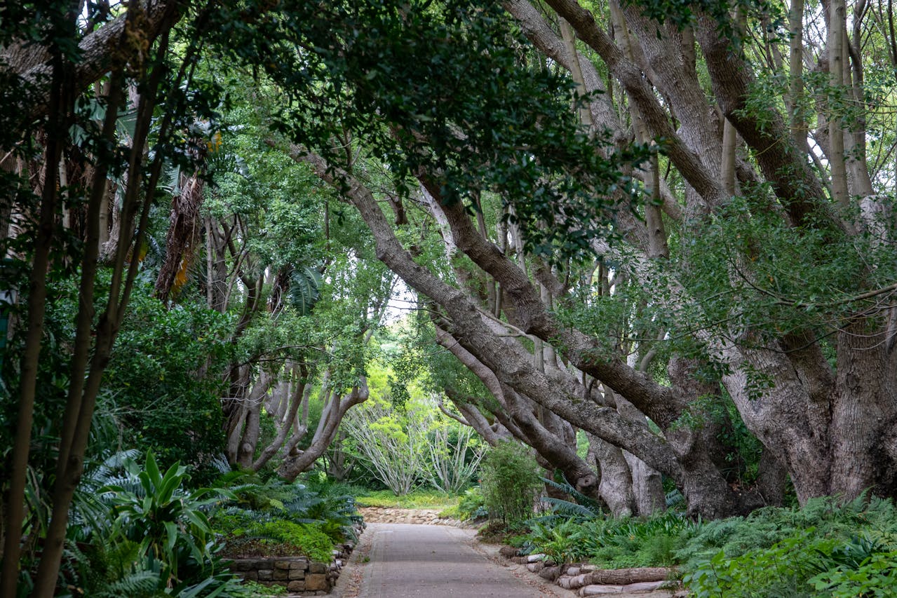 Kirstenbosch National Botanical Garden